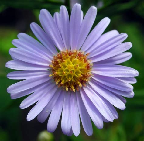 Free photo: Aster Flowers - Beautiful, Petals, Nature - Free Download ...