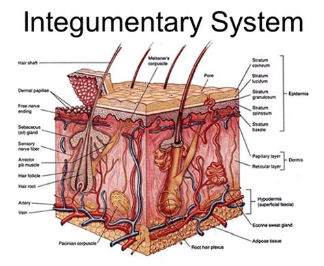 Integumentary System Diagram | Quizlet