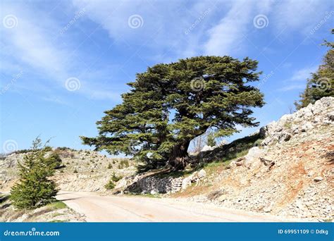 Lebanon Cedar stock image. Image of landscape, national - 69951109