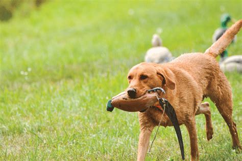 4 Tips for Dog Obedience Training - Gun Dog Magazine