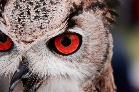 Free Photo: Great Horned Owl Staring with Red Eyes