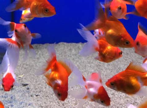 How to Provide the Best Goldfish Care