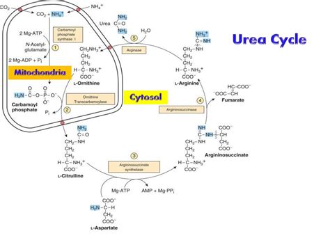 UREA CYCLE