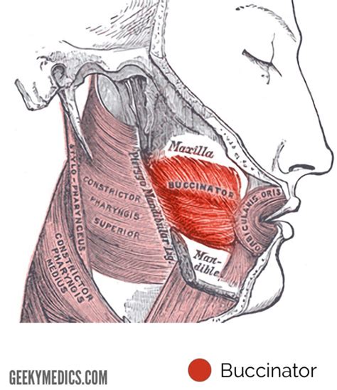 Muscles of Facial Expression | Anatomy | Geeky Medics