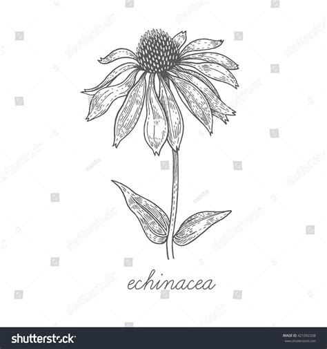 87 Linear Echinacea Drawing Images, Stock Photos & Vectors | Shutterstock