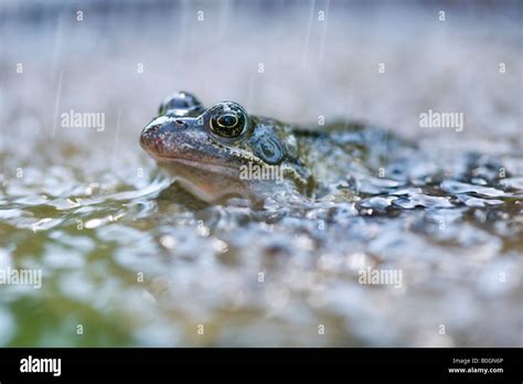 Raining frogs hi-res stock photography and images - Alamy