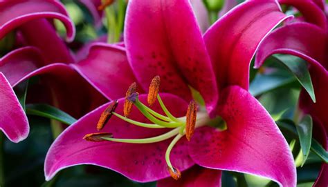 The Symbolism of Flowers : What Do Colors of the Flowers Mean ...