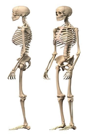 'Anatomy of Male Human Skeleton, Side View and Perspective View' Print | AllPosters.com