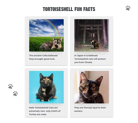 8+ Facts About Tortoiseshell Cats [Personality, History, Health & More]