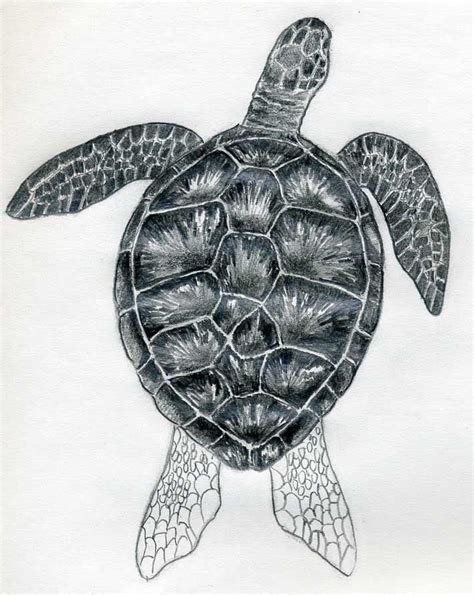 Sea Turtle to be zentangled | Turtle drawing, Sea turtle drawing, Turtle art