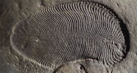 Scientists Discover 558 Million-Year-Old Fossil Is Oldest On Record