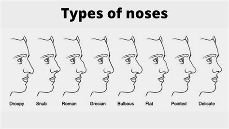 All Nose Types