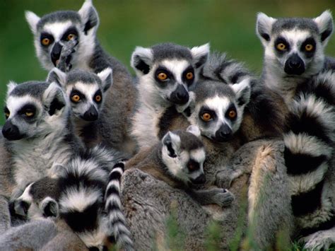 Lemur Wallpapers - Wallpaper Cave