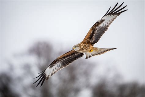 Elan Valley wildlife location in United Kingdom, Europe | Wildlife ...