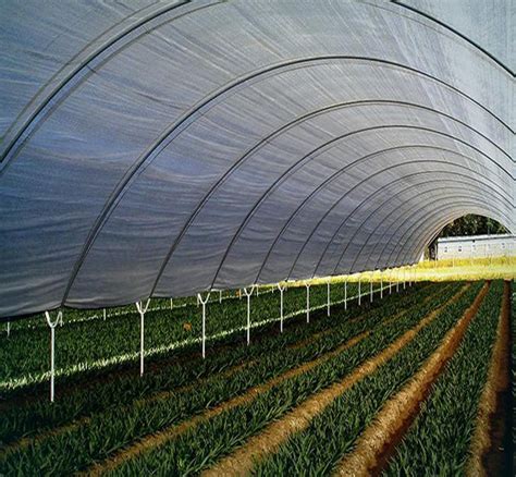 Clear Polythene Sheet Polytunnel Professional Greenhouse Sheeting Cover ...