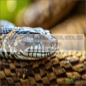 Snake Shedding Problems: Causes, Signs, and Solutions Explained