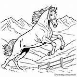 Horse Jumping Coloring Pages  Free & Printable sketch template