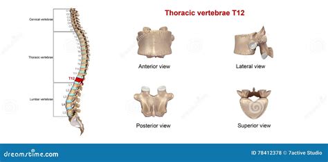 Thoracic vertebrae T12 stock illustration. Illustration of vertebra ...