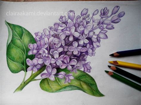 Lilac Drawing | Flower drawing, Flower sketches, Flower drawing images