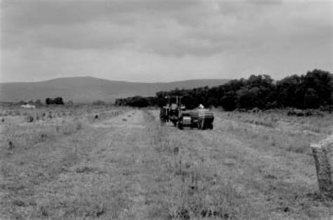 One year old cactus pear orchard on a induced pastureland. The empty... | Download Scientific ...