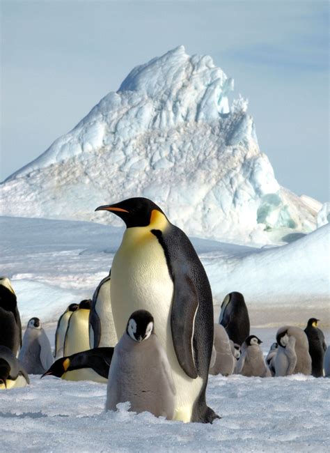Global warming threatens Antarctica’s emperor penguins - The Washington Post