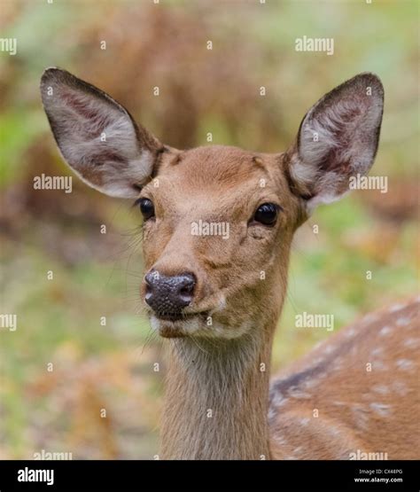 White-tailed deer in their natural habitat Stock Photo - Alamy