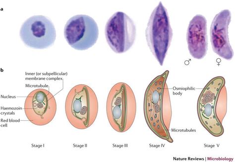 Pin on Parasites