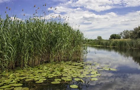 Color The Freshwater Habitat Life Science Worksheets And ... Wetland Biome, Wetland Park, Banyan ...