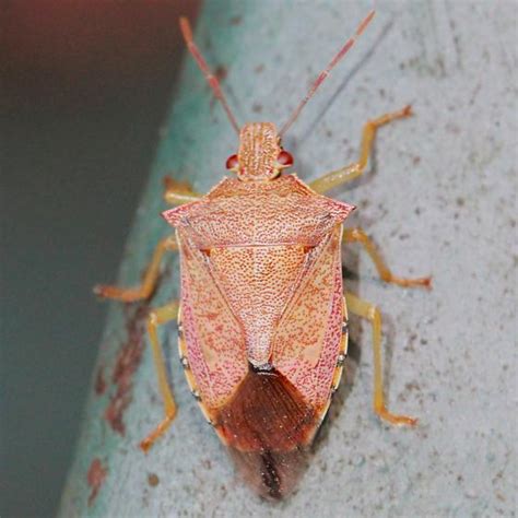 Spined Soldier Stink Bug - Dorsal - Podisus maculiventris - BugGuide.Net