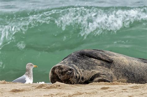 Study documents growing population of grey seals | Viral Ecology of ...