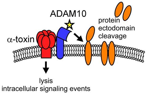 Toxins | Free Full-Text | Staphylococcus aureus α-Toxin: Nearly a Century of Intrigue