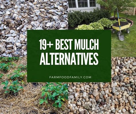 19 Mulch Alternatives for a Beautiful and Sustainable Garden