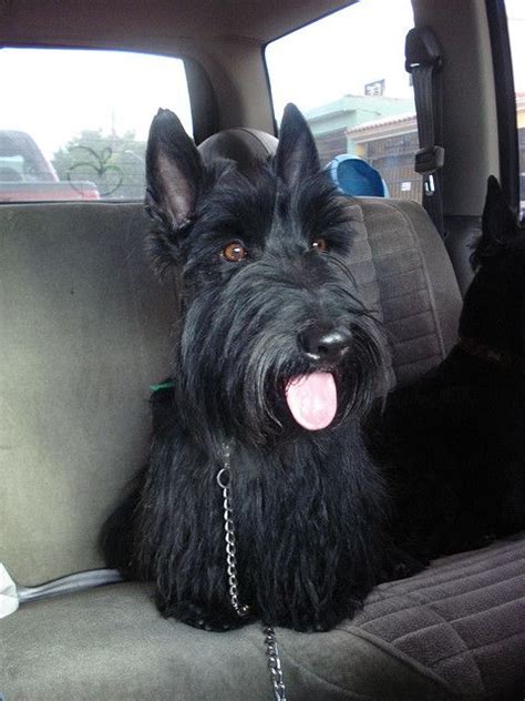 39 best Scottish terrier haircuts images on Pinterest | Doggies ...