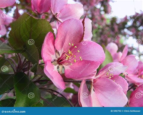 Pink Apple Blossom Stock Photos - Image: 590793