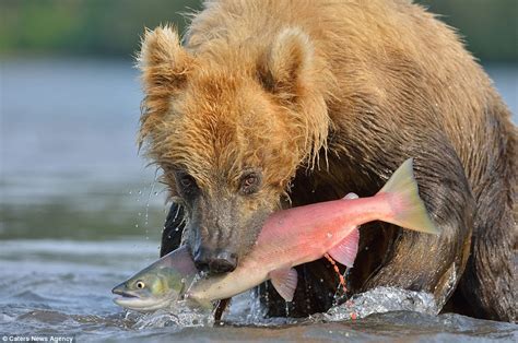 Now THAT's a wild fishing trip! Stunning photographs show bears catching salmon in Russian ...