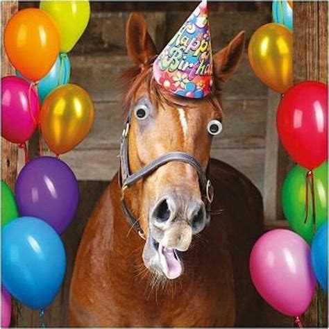 Pin on poney | Happy birthday horse, Horse birthday, Birthday wishes ...