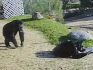 Gruesome chimp attack doesn’t surprise experts - US news | NBC News