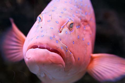 Happy Pink Fish | A grumpy looking fish at the Aquarium. | Mark Haldane | Flickr