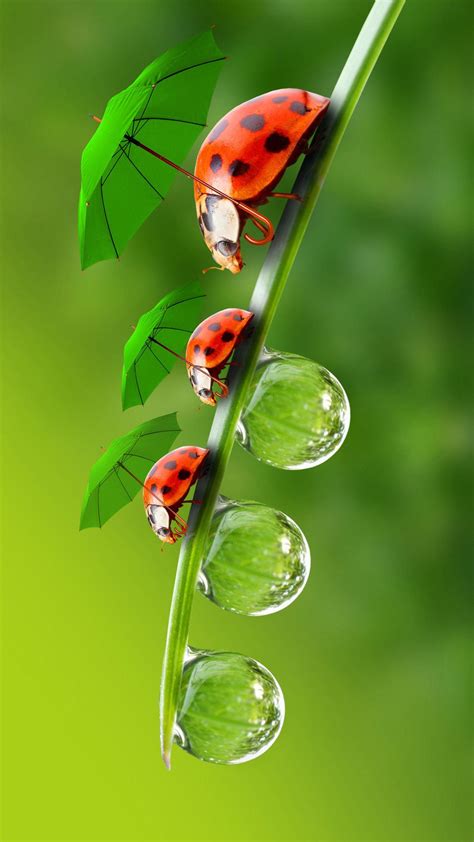 Cute Ladybug Wallpaper