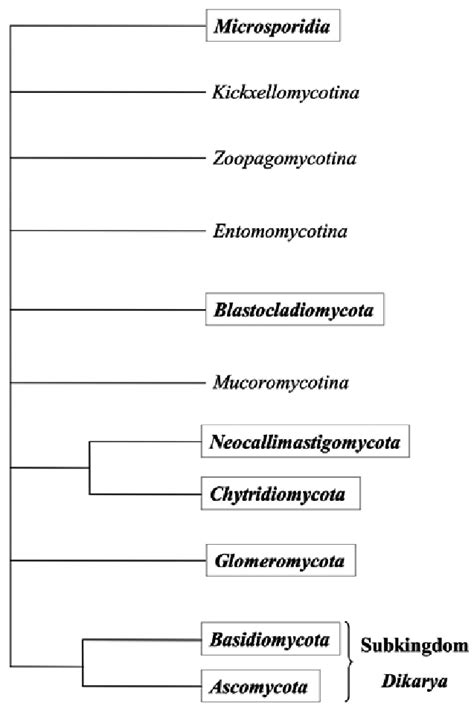 2 Phylogenetic classification of the Kingdom Fungi (Hibbett et al ...