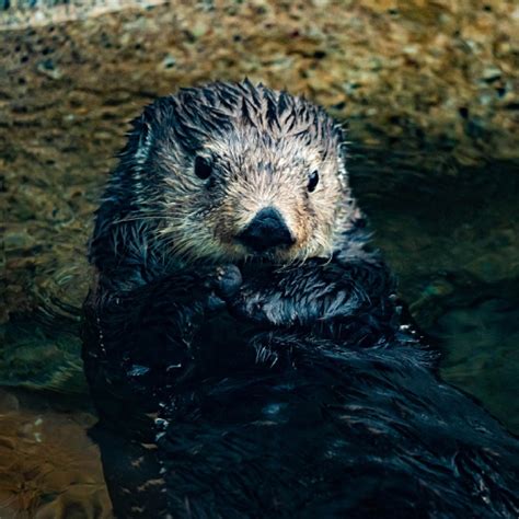 Sea Otter Sounds - Apps on Google Play