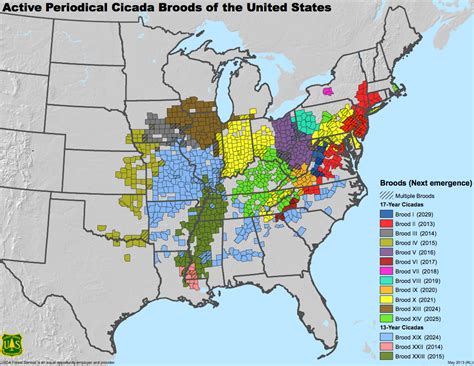 Everything You Need To Know About The Cicadas That Will Soon Swarm Southwest PA - The Allegheny ...