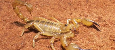 The Australian Desert Scorpion | Critter Science