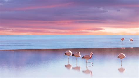 WallpaperMISC - Flamingo HD Wallpaper 8 - 1920 X 1080 Free TOP High Quality Desktop Wallpaper in ...