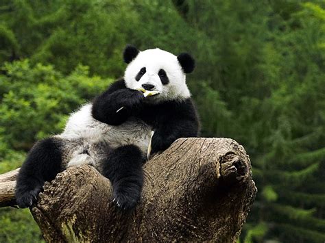 🔥 [0+] HD Panda Wallpapers | WallpaperSafari