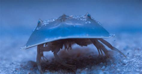 National Aquarium - Atlantic Horseshoe Crab