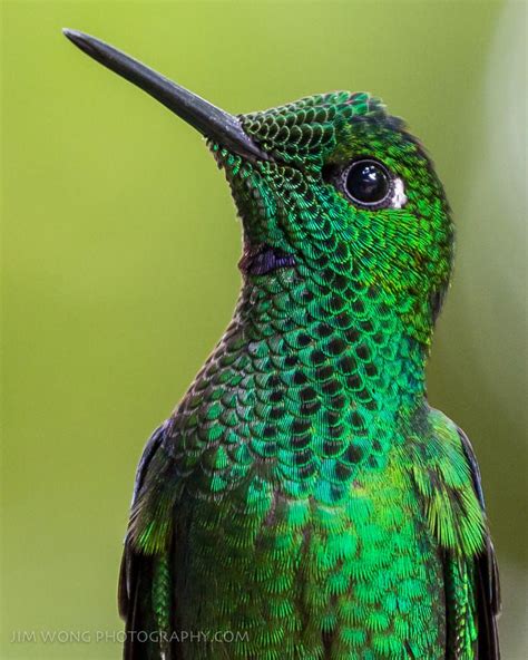 Green-crowned brilliant hummingbird by Jim Wong on 500px | Hummingbird, Pet birds, Beautiful birds