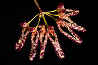 [Sulawesi, Indonesia] Bulbophyllum longiflorum '1804 Climb… | Flickr
