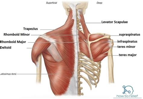 Shoulder Girdle Muscle: Origin, Insertion, Nerve Supply & Action ...