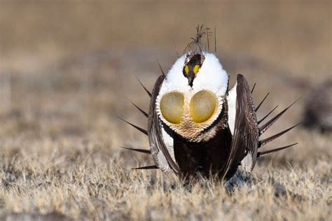 Feds call for cooperative conservation on sage grouse, states deliver ...